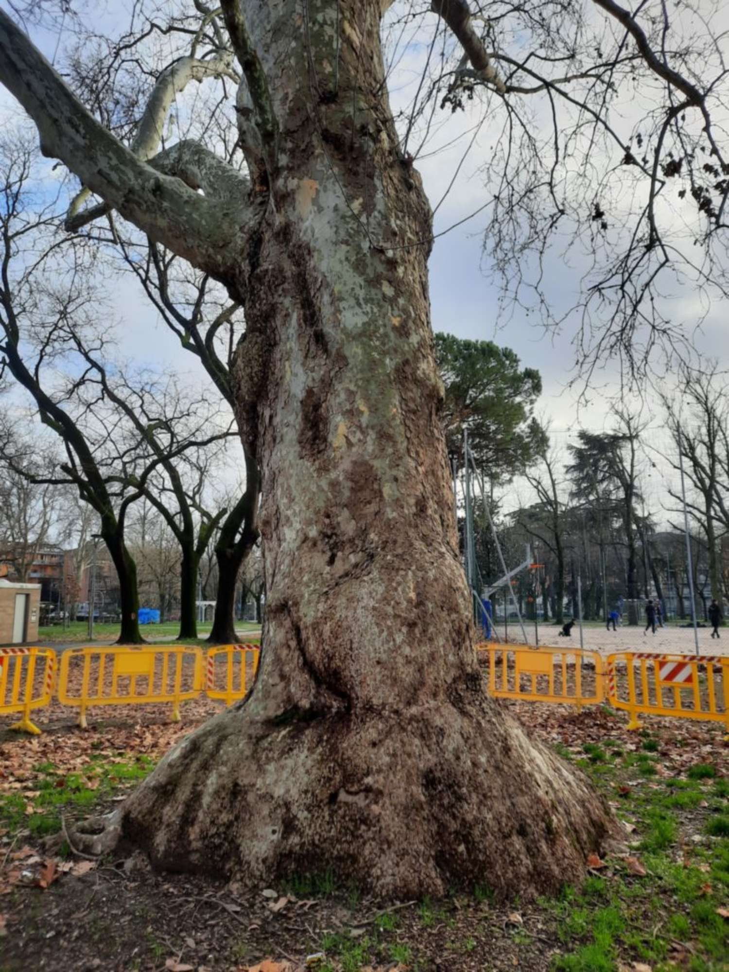 Platano comune_Ferrara_20240211_154527